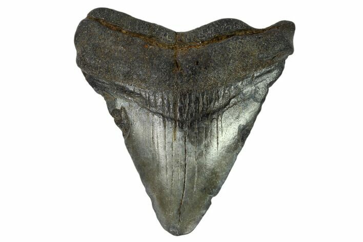 Juvenile Megalodon Tooth - Georgia #115723
